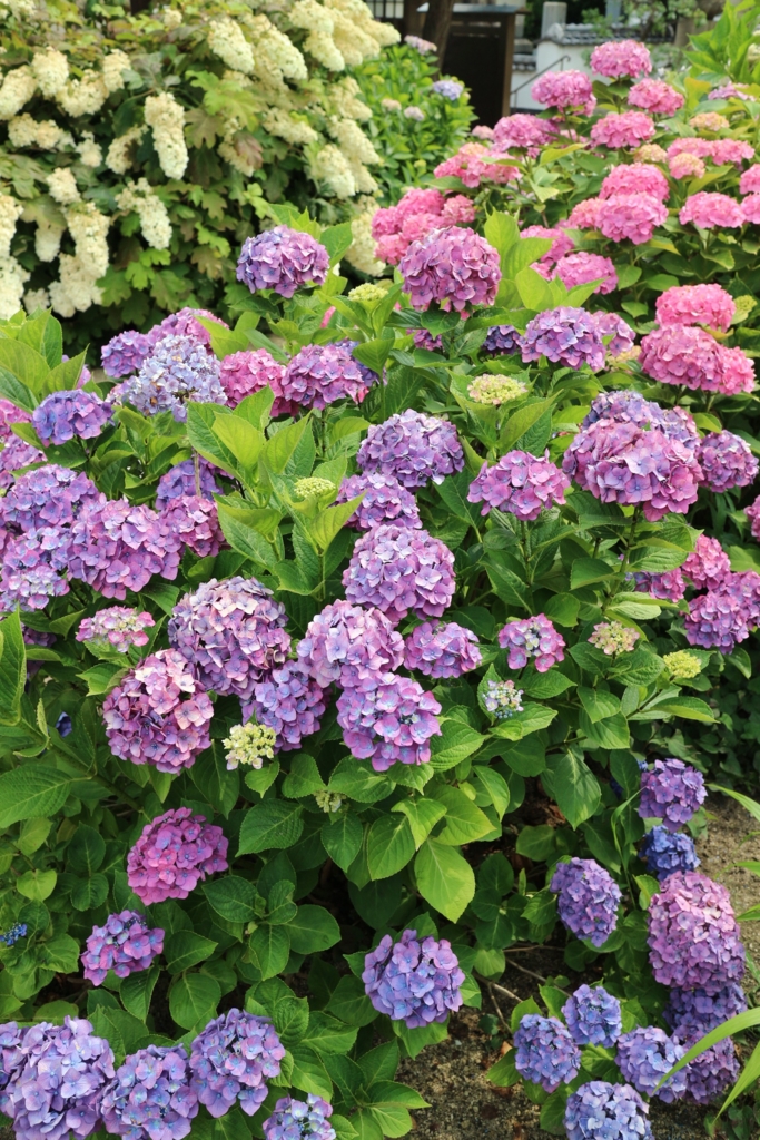 f:id:john_burger:20160615142808j:plain f:id:john_burger:20160615142808j:plain