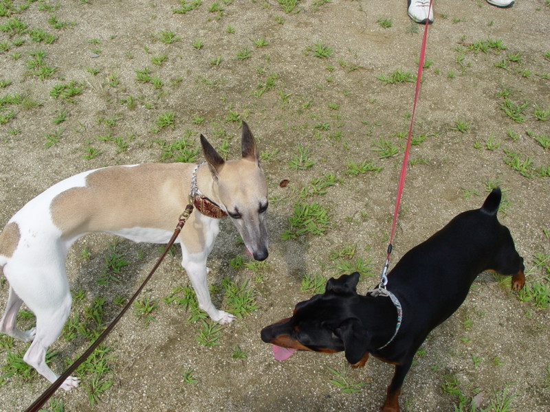 f:id:joju8:20090625094118j:image:w500