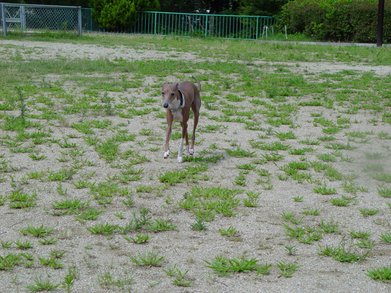 f:id:joju8:20090626091309j:image:w500