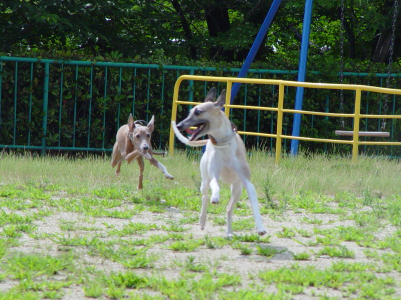 f:id:joju8:20090626092320j:image:w500