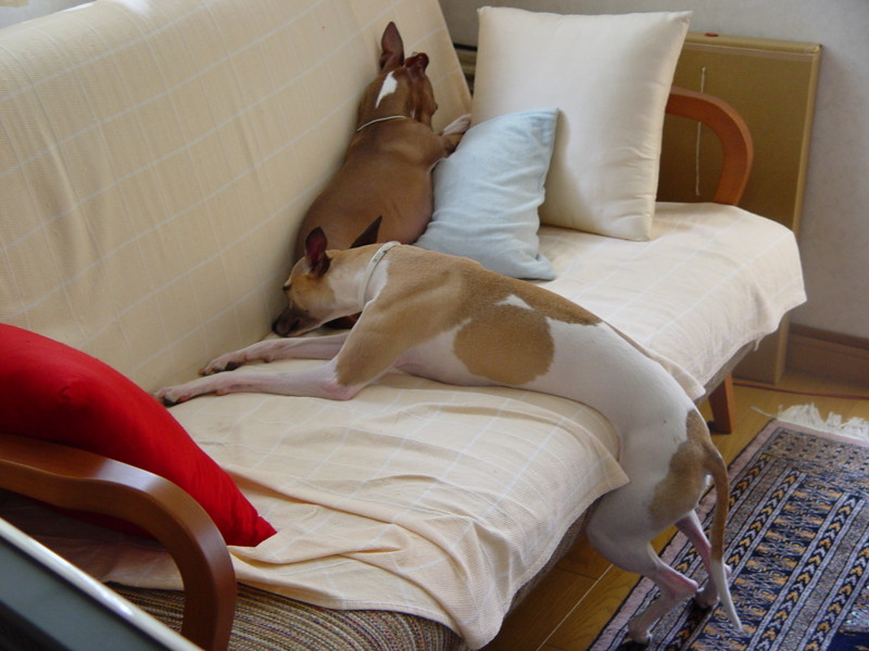 f:id:joju8:20090626133010j:image:w350