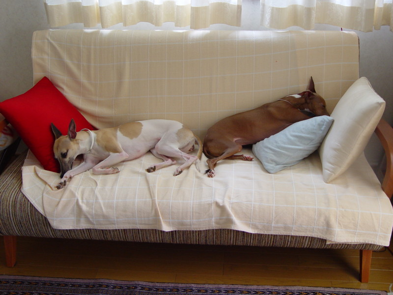 f:id:joju8:20090626133354j:image:w450