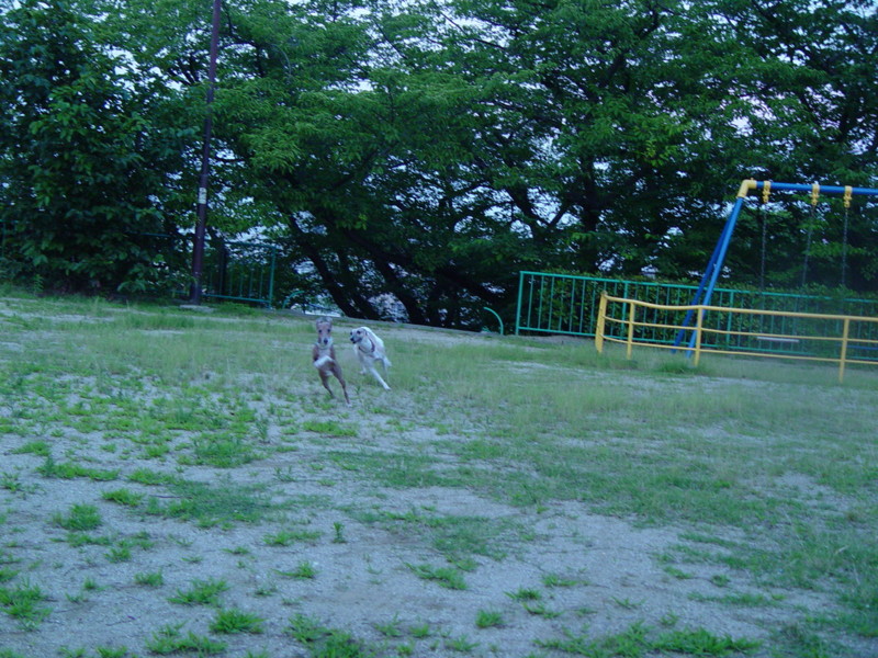 f:id:joju8:20090626191556j:image:w500