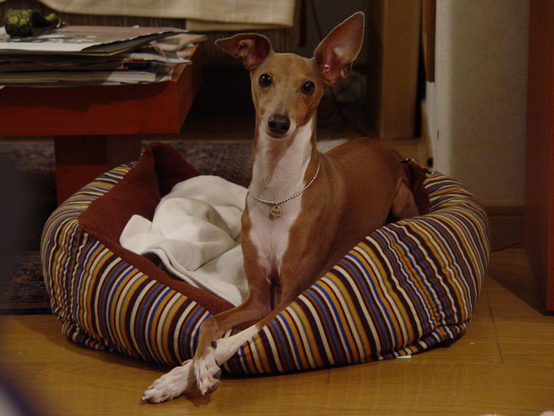 f:id:joju8:20090626203014j:image:w500