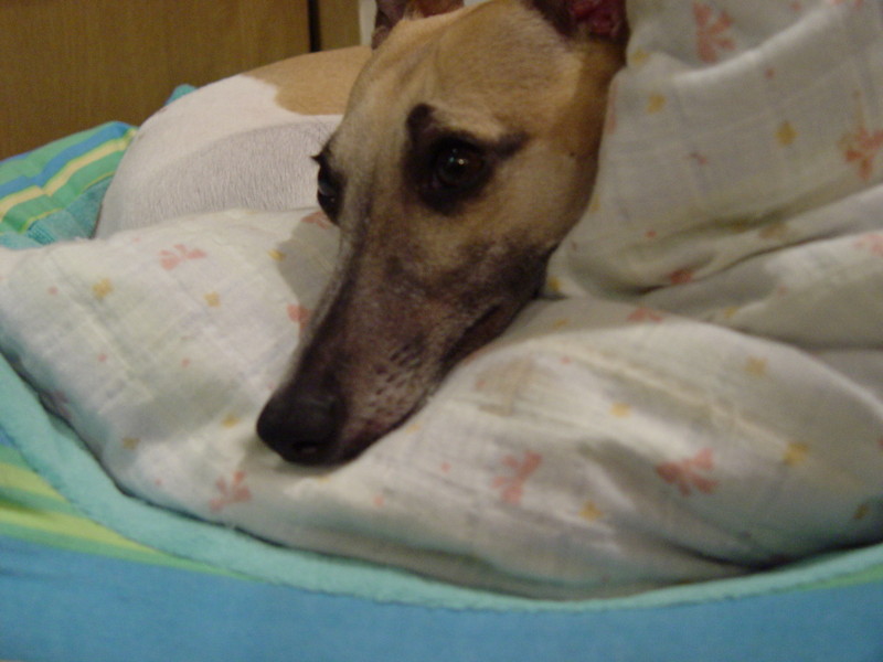 f:id:joju8:20090626203136j:image:w500