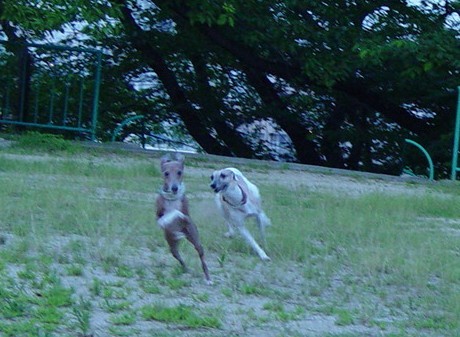 f:id:joju8:20090627020558j:image:w500