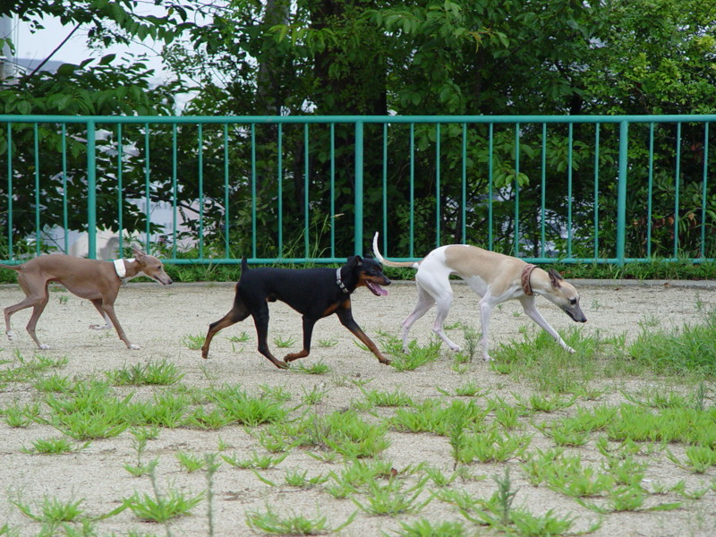 f:id:joju8:20090729170000j:image:w500 f:id:joju8:20090729170000j:image:w500