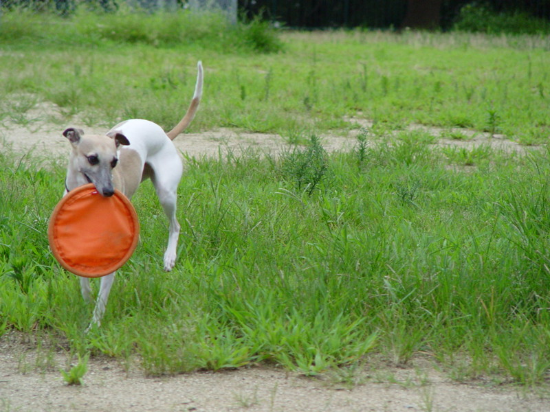 f:id:joju8:20090729170636j:image:w500 f:id:joju8:20090729170636j:image:w500