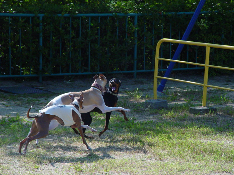 f:id:joju8:20090902085815j:image:w500 f:id:joju8:20090902085815j:image:w500