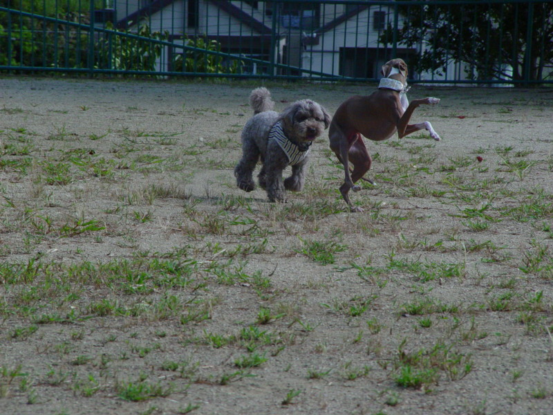 f:id:joju8:20090903090021j:image:w500 f:id:joju8:20090903090021j:image:w500