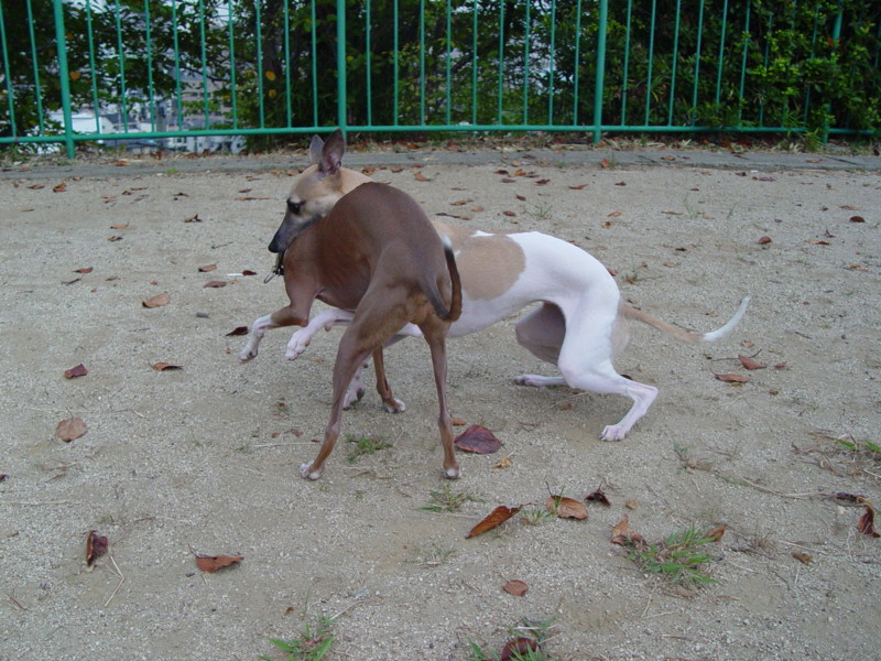 f:id:joju8:20090903172336j:image:w500 f:id:joju8:20090903172336j:image:w500