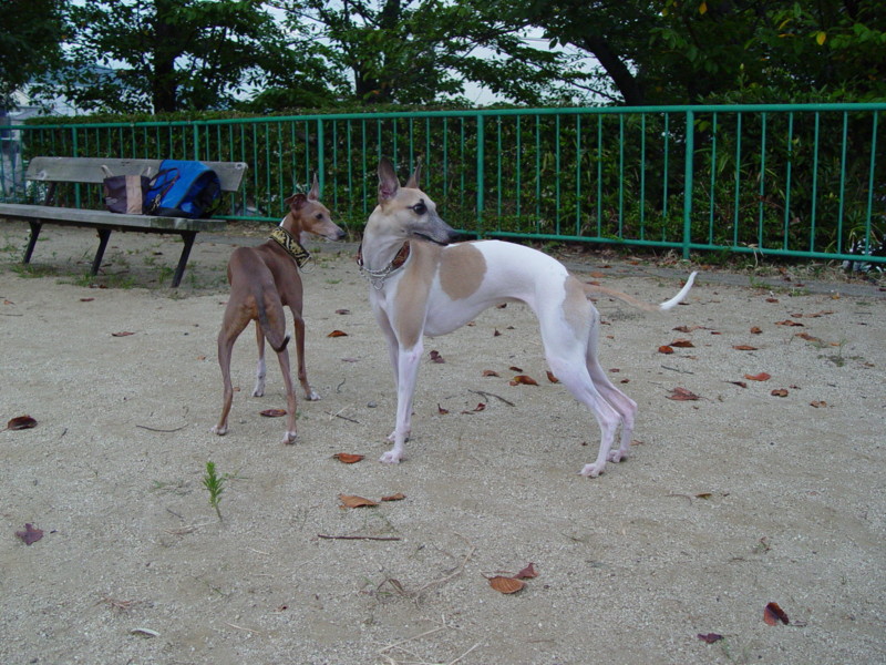 f:id:joju8:20090903172346j:image:w500 f:id:joju8:20090903172346j:image:w500