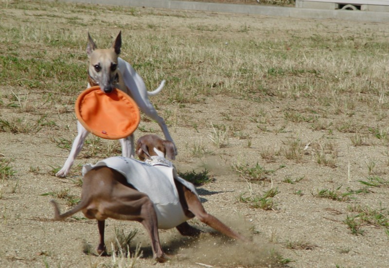 f:id:joju8:20090904003746j:image:w500 f:id:joju8:20090904003746j:image:w500