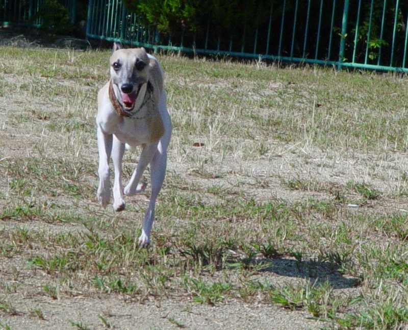 f:id:joju8:20090904003751j:image:w350 f:id:joju8:20090904003751j:image:w350