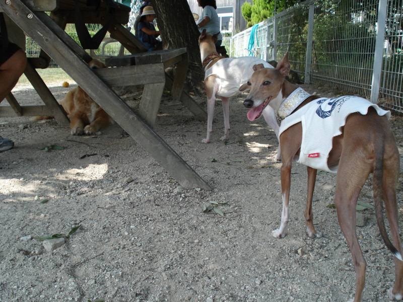 f:id:joju8:20090906135020j:image:w500