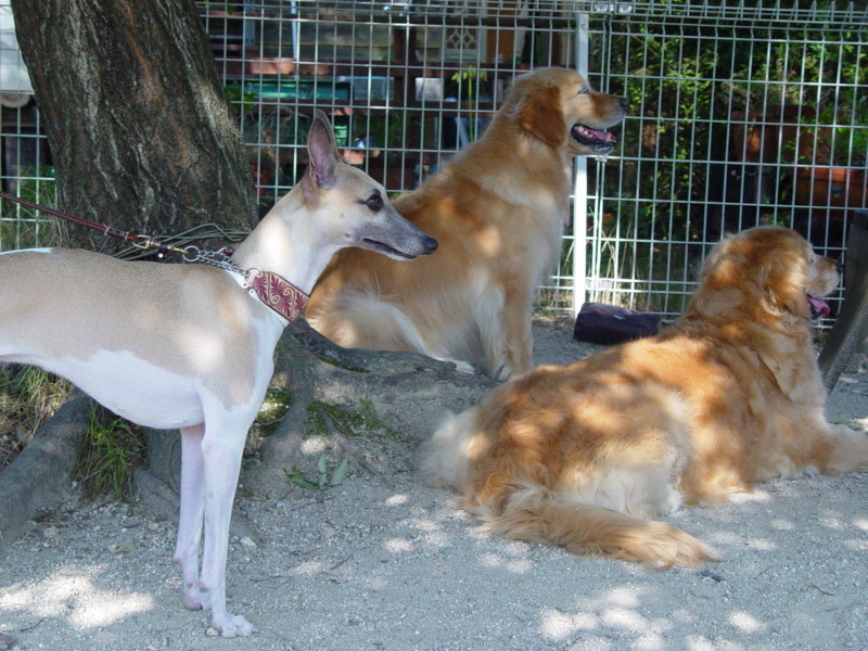 f:id:joju8:20090906152752j:image:w400