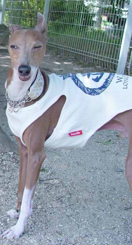 f:id:joju8:20090907234950j:image:w350