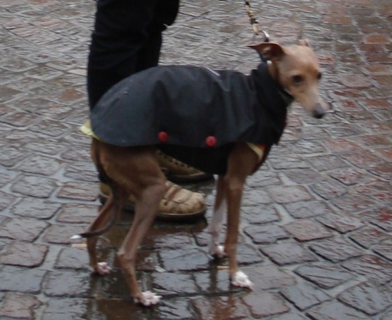 f:id:joju8:20091114021746j:image:w400 f:id:joju8:20091114021746j:image:w400