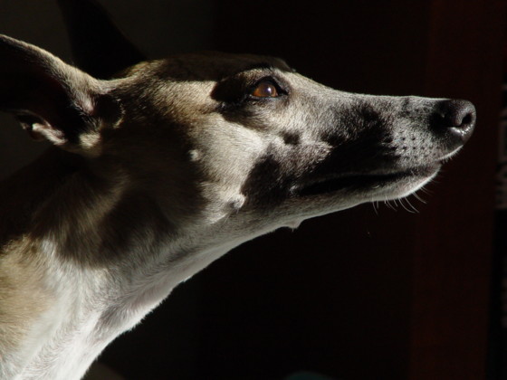 f:id:joju8:20091208100258j:image:w200 f:id:joju8:20091208100258j:image:w200