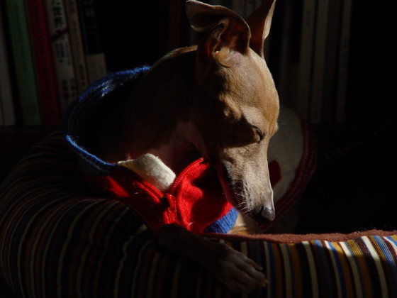 f:id:joju8:20091208102112j:image:w200 f:id:joju8:20091208102112j:image:w200