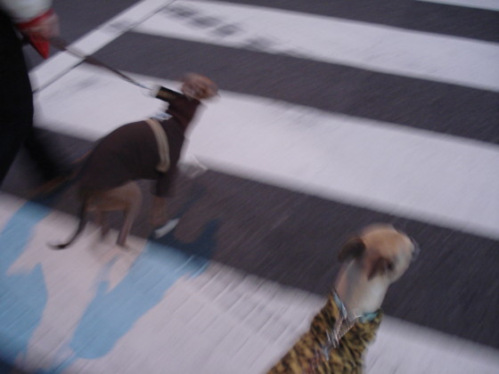 f:id:joju8:20091208170813j:image:w350 f:id:joju8:20091208170813j:image:w350