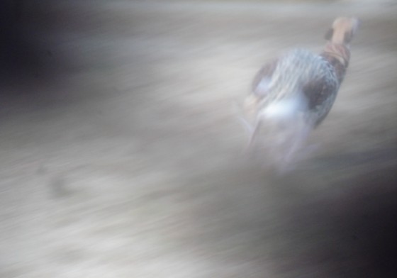 f:id:joju8:20091216110737j:image f:id:joju8:20091216110737j:image