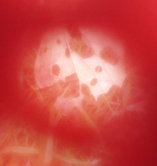 f:id:joju8:20091216110739j:image f:id:joju8:20091216110739j:image