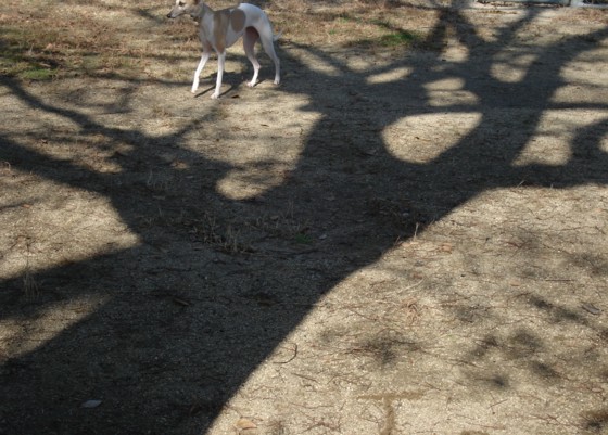 f:id:joju8:20091216110745j:image f:id:joju8:20091216110745j:image