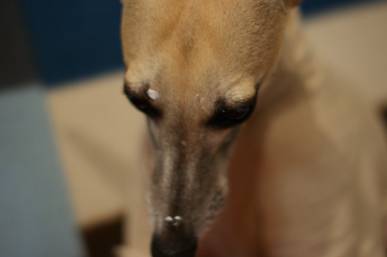 f:id:joju8:20091226223015j:image