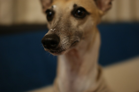 f:id:joju8:20091226223018j:image