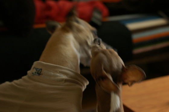 f:id:joju8:20091227113507j:image