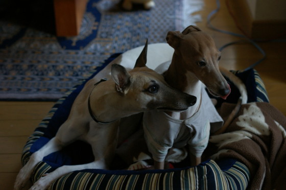 f:id:joju8:20091227141604j:image