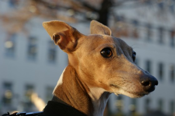 f:id:joju8:20091228231500j:image