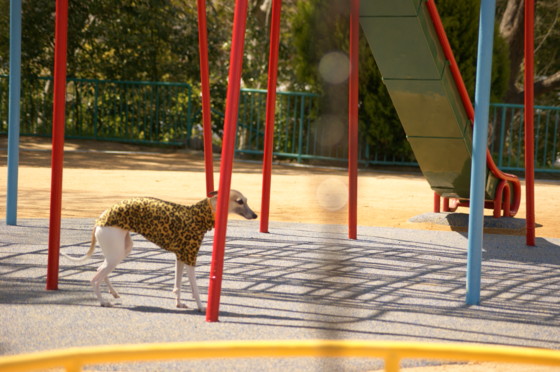 f:id:joju8:20100329122144j:image