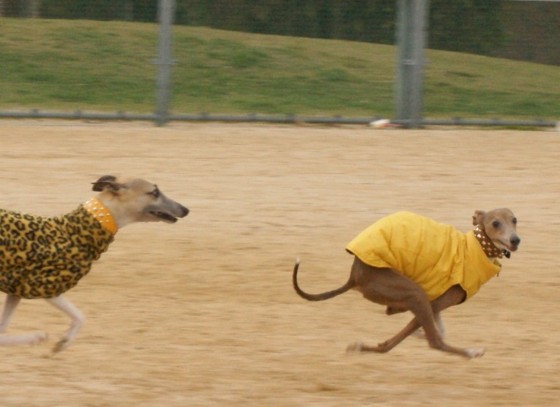 f:id:joju8:20100330022925j:image