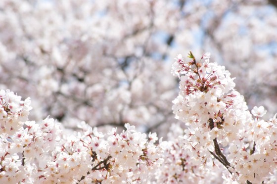 f:id:joju8:20100412004859j:image:w500