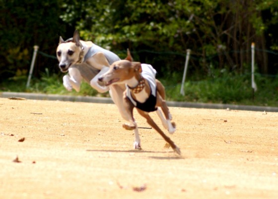 f:id:joju8:20100412011857j:image:w300