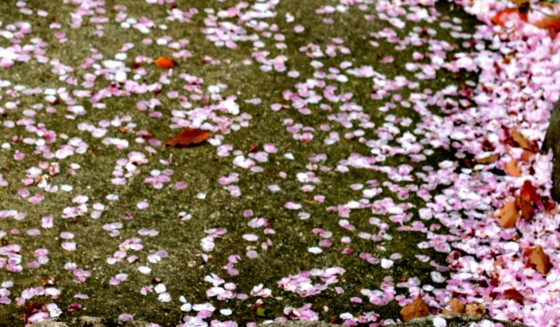 f:id:joju8:20100416151434j:image