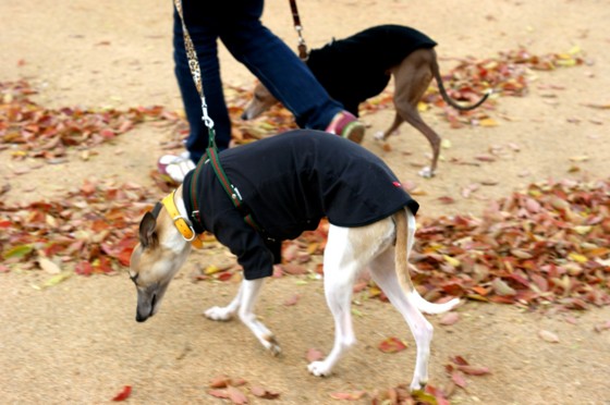 f:id:joju8:20100416154039j:image:w500