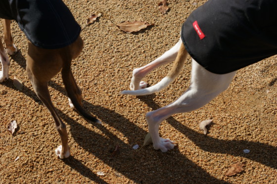 f:id:joju8:20100417155214j:image