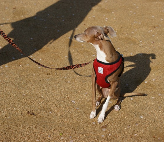 f:id:joju8:20100421224530j:image:w300