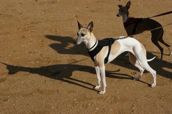 f:id:joju8:20100421224534j:image