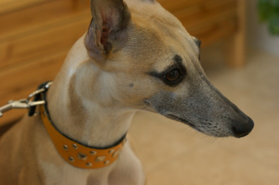 f:id:joju8:20100502115614j:image:w400