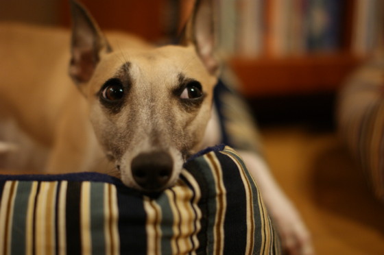 f:id:joju8:20100502223225j:image:w500