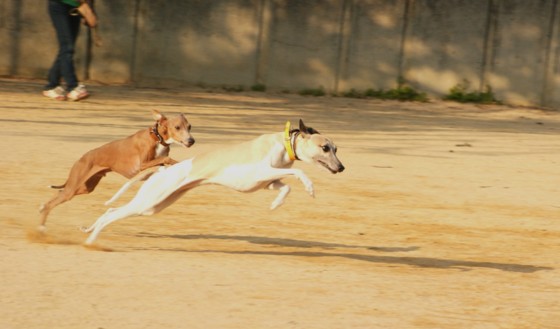 f:id:joju8:20100503011136j:image