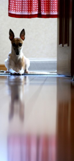 f:id:joju8:20100503011139j:image:w300