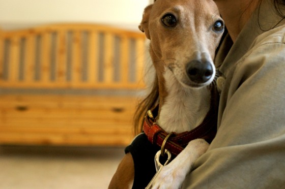 f:id:joju8:20100503014738j:image:w500