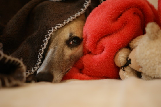 f:id:joju8:20100510195244j:image:w300 f:id:joju8:20100510195244j:image:w300