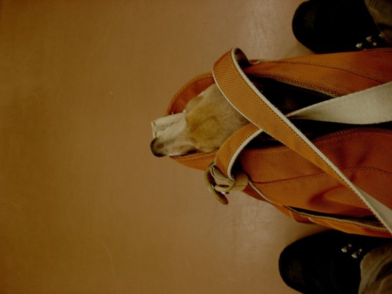 f:id:joju8:20100623225037j:image f:id:joju8:20100623225037j:image