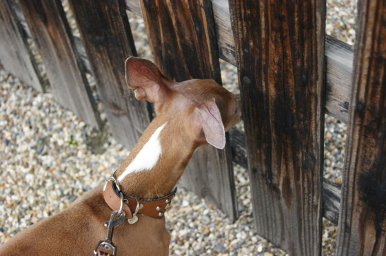 f:id:joju8:20100702123843j:image:w400 f:id:joju8:20100702123843j:image:w400